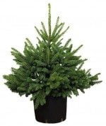 De unde comanzi brazi de Crăciun online 3 Brad in ghiveci Normandian 60 80 cm e1418190133813