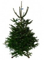 De unde comanzi brazi de Crăciun online 2 Brad natural de Craciun Normandian Premium 150-175 cm