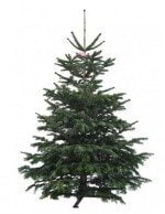 De unde comanzi brazi de Crăciun online 1 Brad natural de Craciun Normandian Premium 200-225 cm