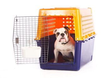 Cea mai buna cusca de transport animale