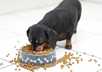 Cea mai buna hrana uscata pentru caini