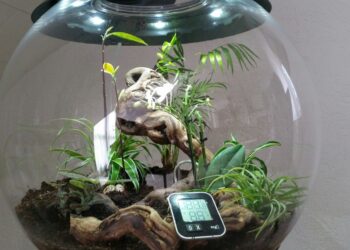 Cel mai bun terariu pentru acasa