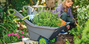 Cea mai buna roaba pentru gradina