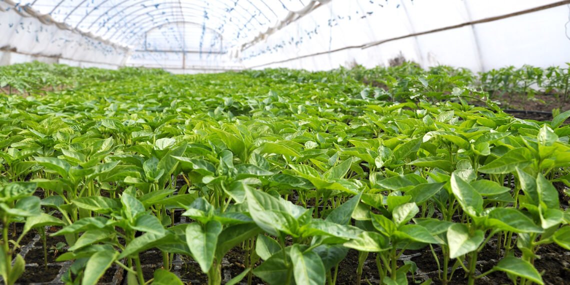 Cel mai bun solar de grădină