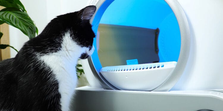 Cum să obișnuiești pisica cu o litieră automată
